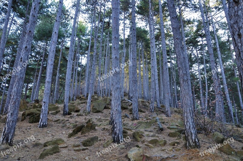 Forest Black Pine Trees Autumn Woods Nature