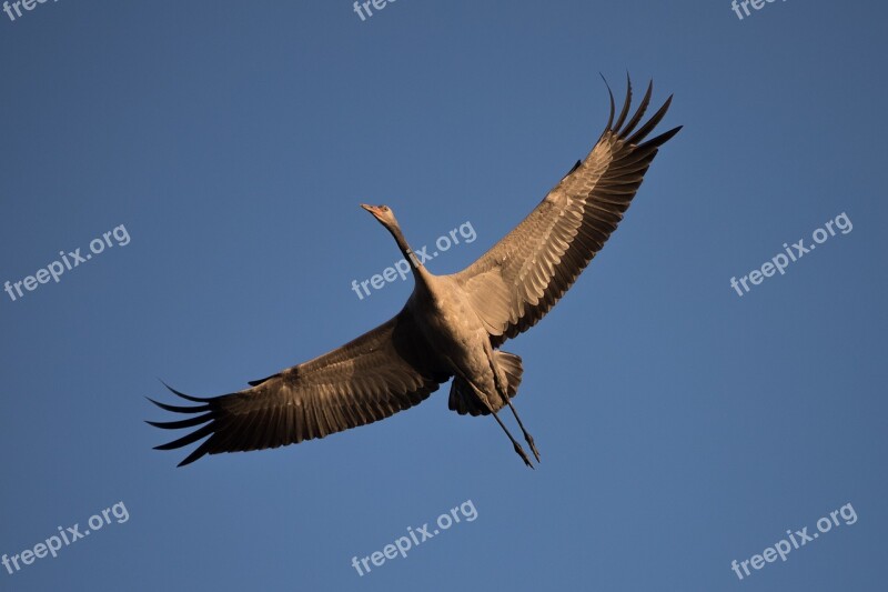 Bird Nature Flight Crane Bird Migratory Birds