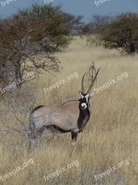 Africa Namibia Animals Antelope Oryx