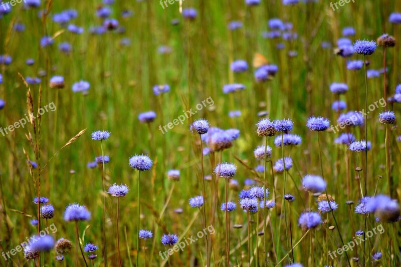 Flower Meadow Nature Park Field