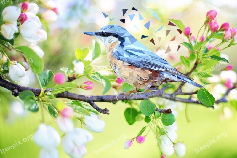 Bird Nature Animal Animals Fauna