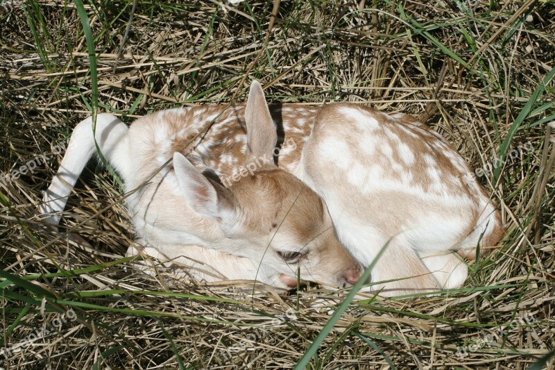 Fallow Deer Baby Kitz Animal Damm Wild