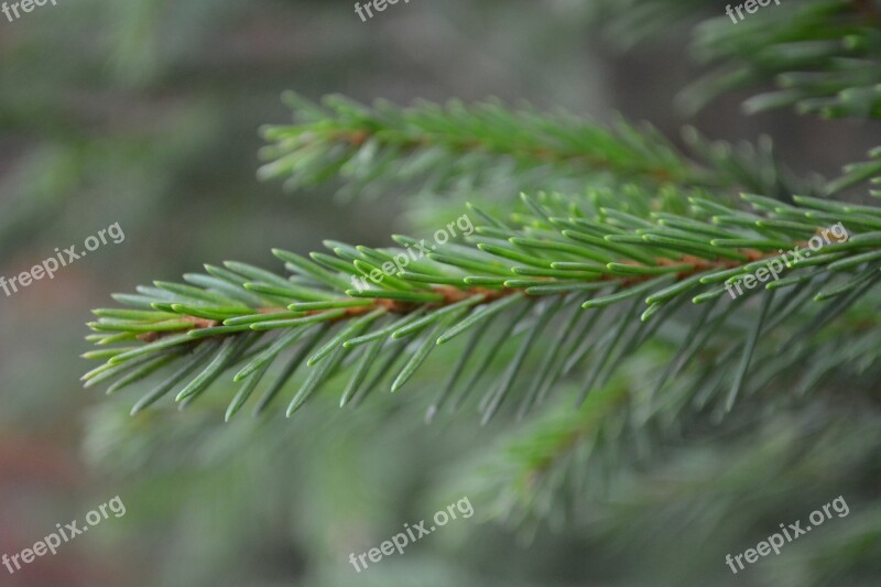 Fir Tree Autumn Branches Forest Nature