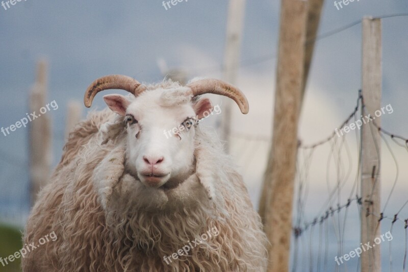 Sheep Animal Faroe Islands Hvannasund Fence