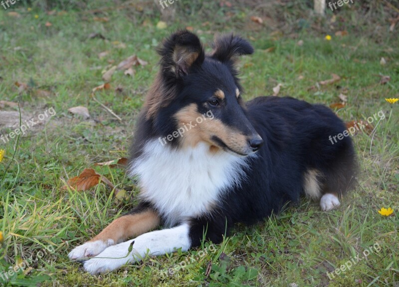 Dog Dog Lie Domestic Animal Shetland Sheepdog Doggie