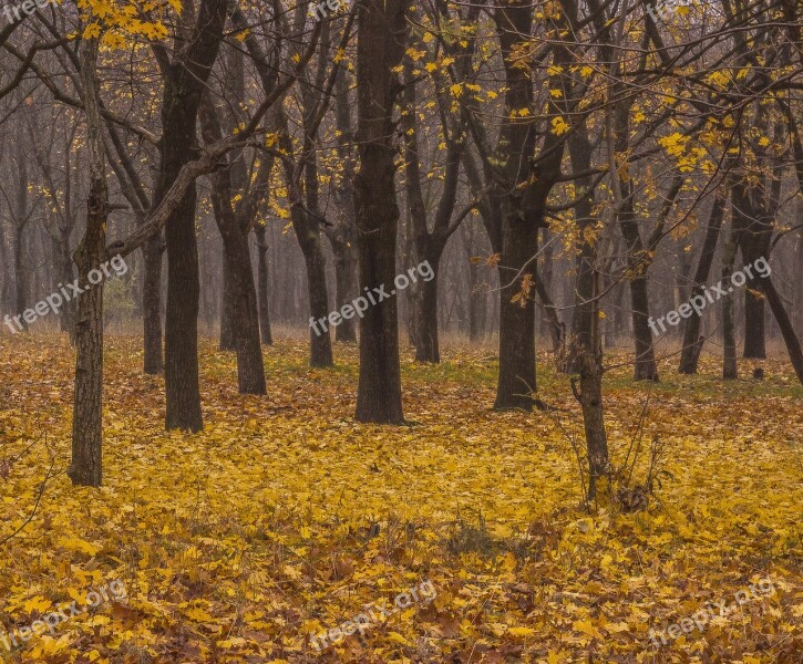 Autumn Leaves Fall Colors Yellowed Sheet Maple