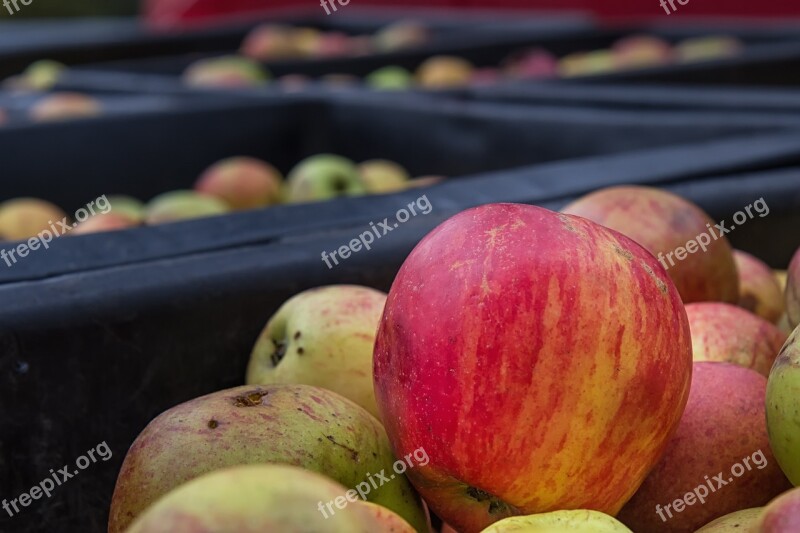 Apple Bauer Agriculture Fruit Fruit Picking