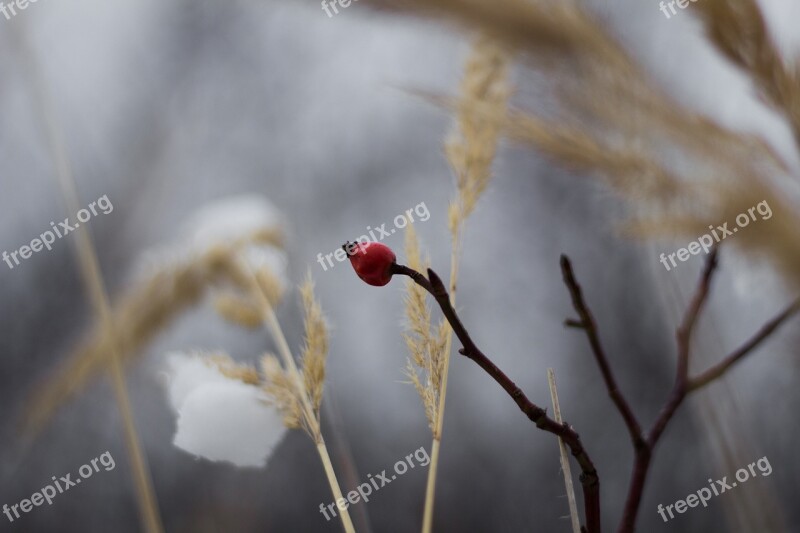 Frost Winter Nature Slovakia Dry Grass