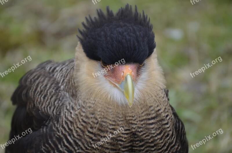 Bird Vulture Scavengers Raptor Bird Of Prey