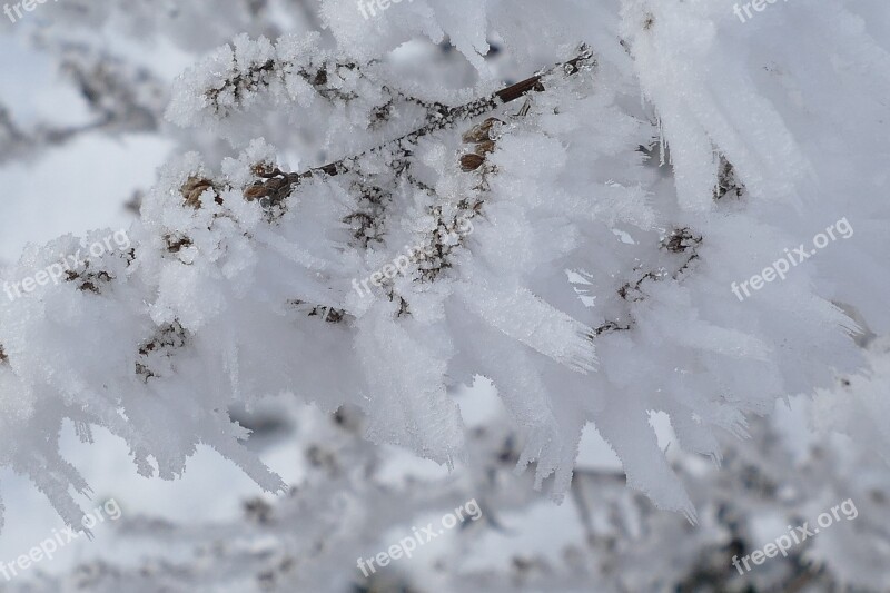 Frost Icing Winter Nature Dry Grass