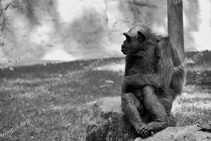 Chimpanzee Ape Monkey Mammal Black And White