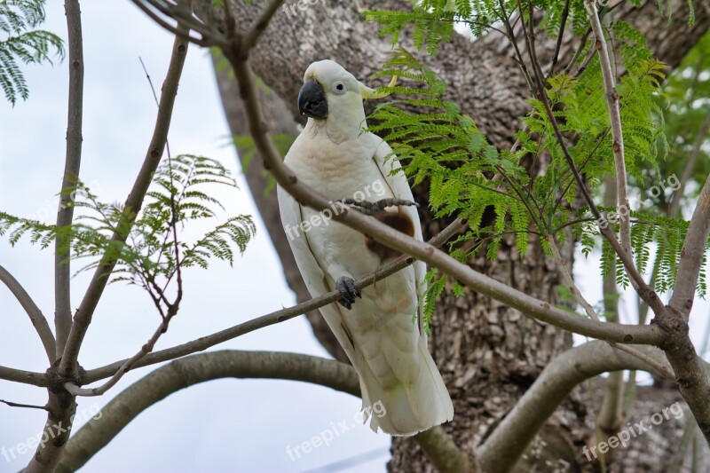 Parrot Cockatoo Sulfur-crest Wildlife Animal