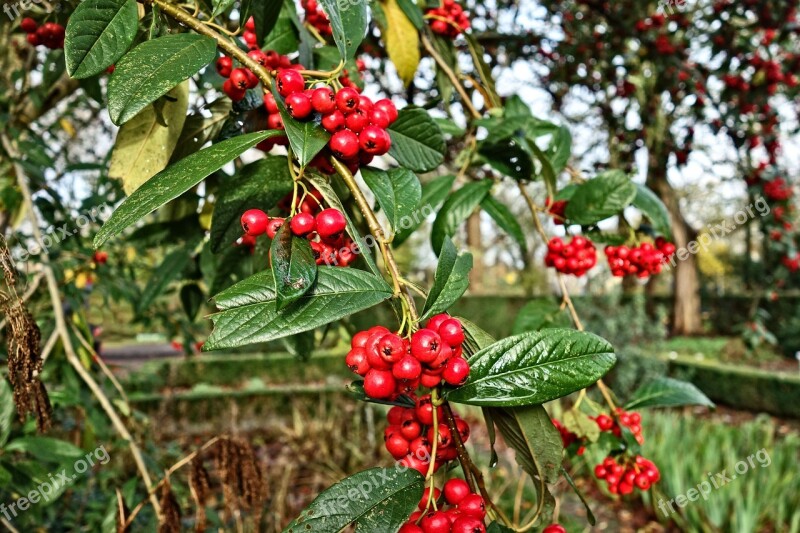 Berries Red Berries Tree Branch Garden