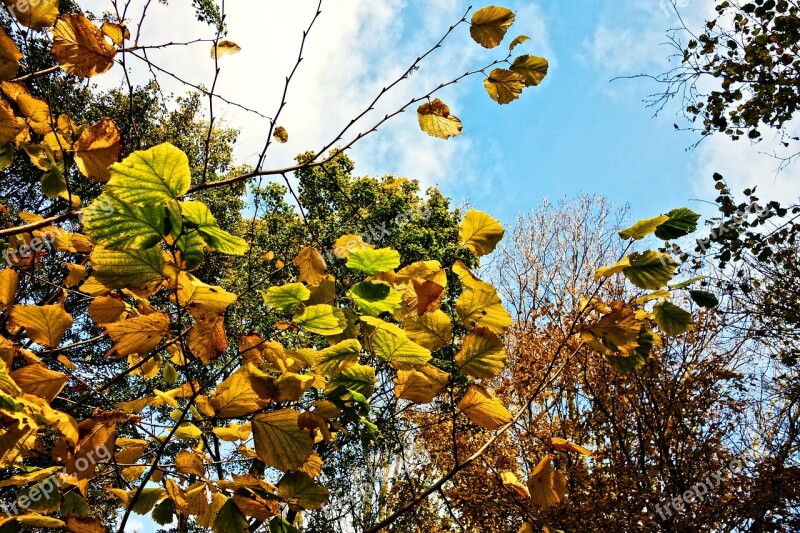 Branch Leaves Foliage Autumn Leaves Autumn Trees