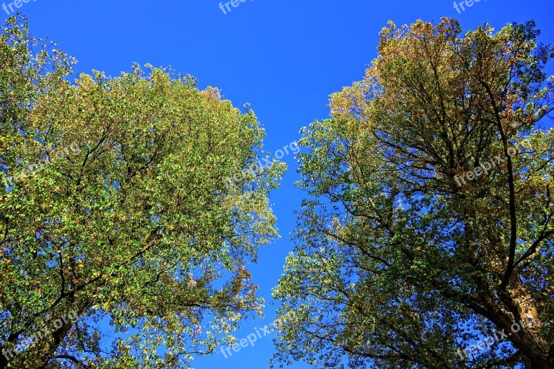 Trees Treetops Foliage Leaves Blue Sky