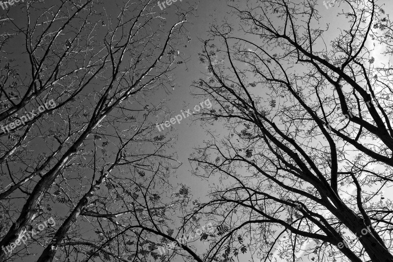 Trees Tree Tops Branches Bare Branches Silhouette