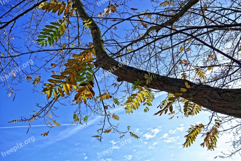 Tree Branch Leaves Autumn Leaves Foliage