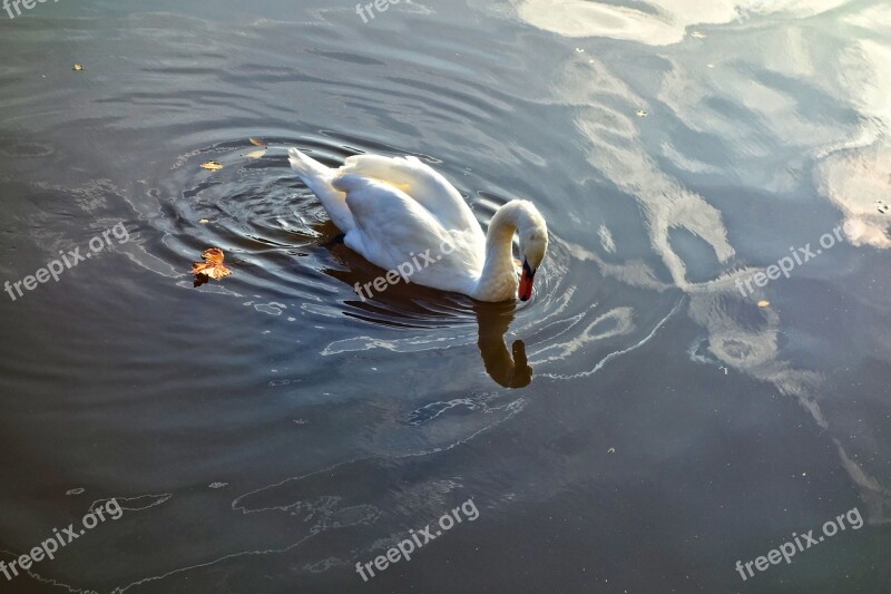 Swan Bird Waterbird Waterfowl Animal