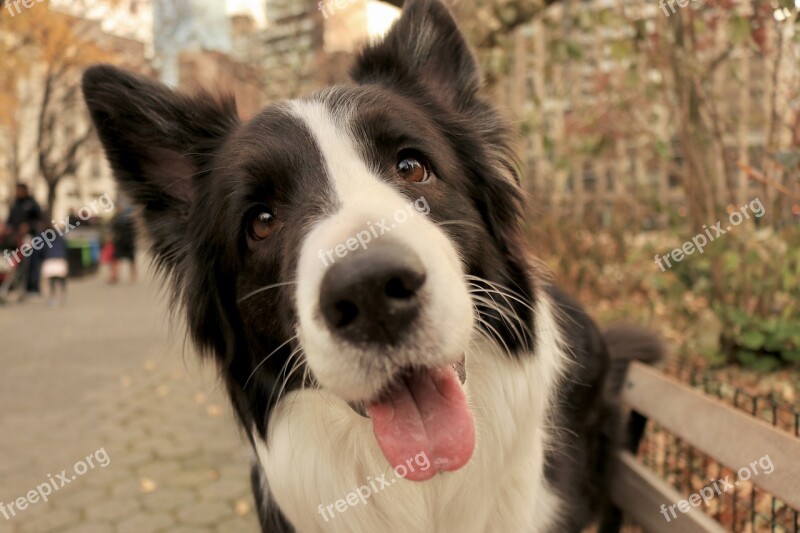 Dog Puppy Border Collie Park Park Bench