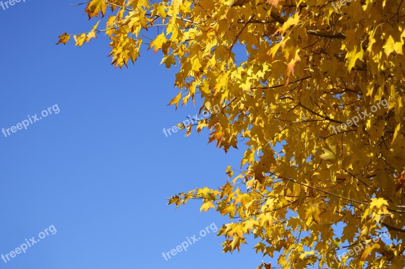 Yellow Tree Orange Leaves Nature