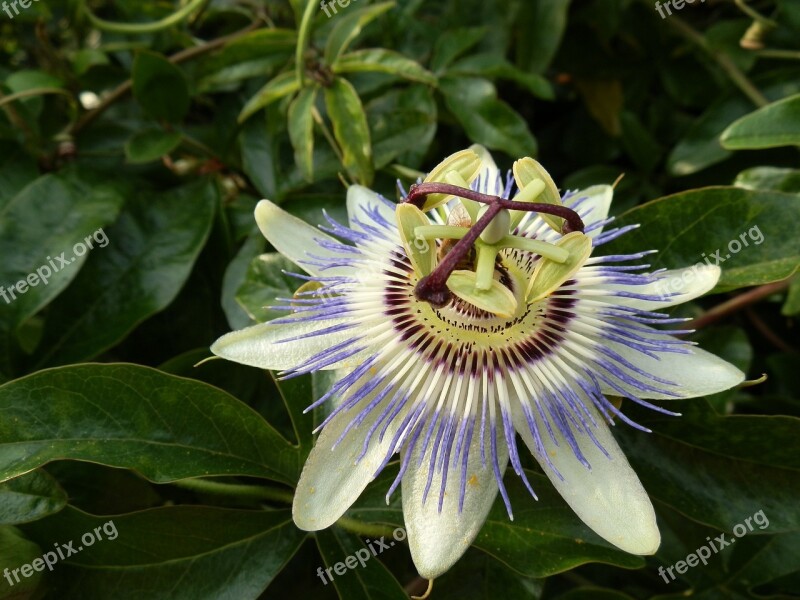 Passionflower Pretty Flower Tropical Purple