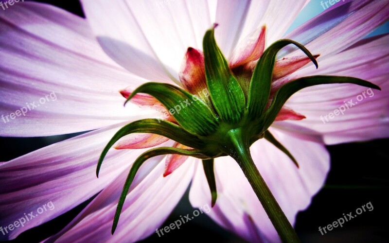 Cosmea Flower Macro Summer Plant