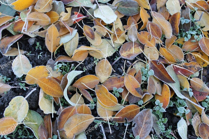 Leann Autumn The First Frost Fallen Foliage Listopad