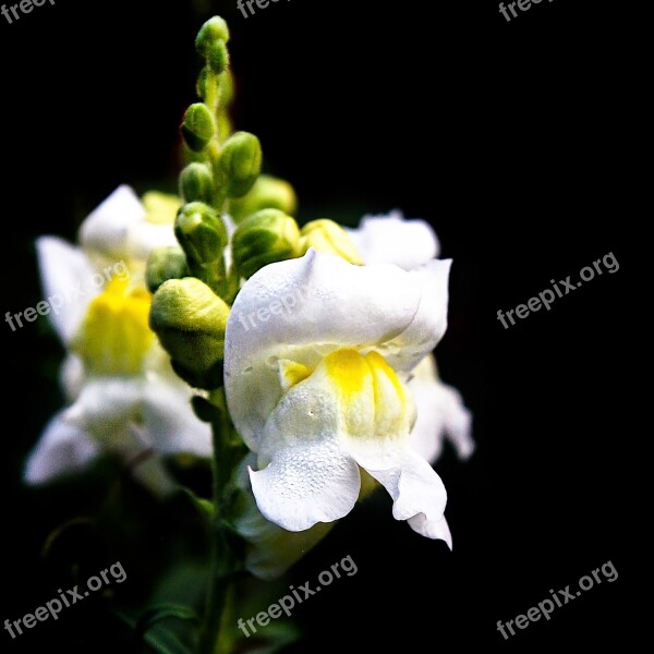 Flower Muzzle Wolf White Flowers Natural Beautiful Flowers Flowers Bloom