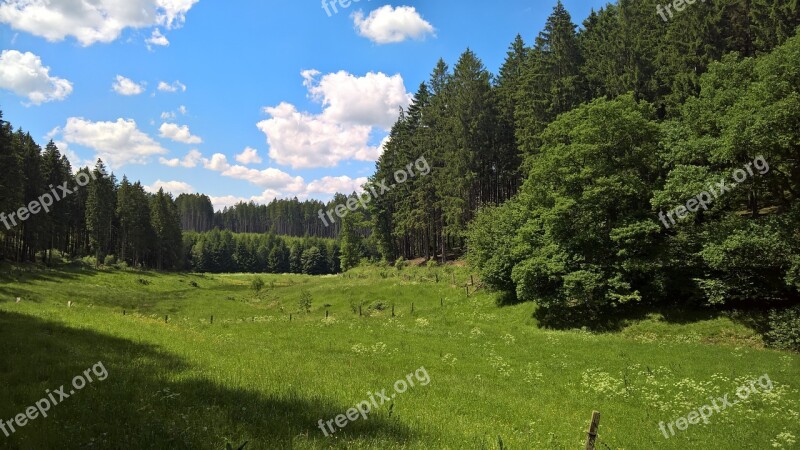 Summer Forest Meadow Sun Sauerland