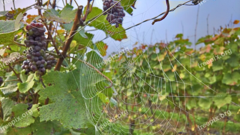 Red Wine Ahr Cobweb Morgentau Vine