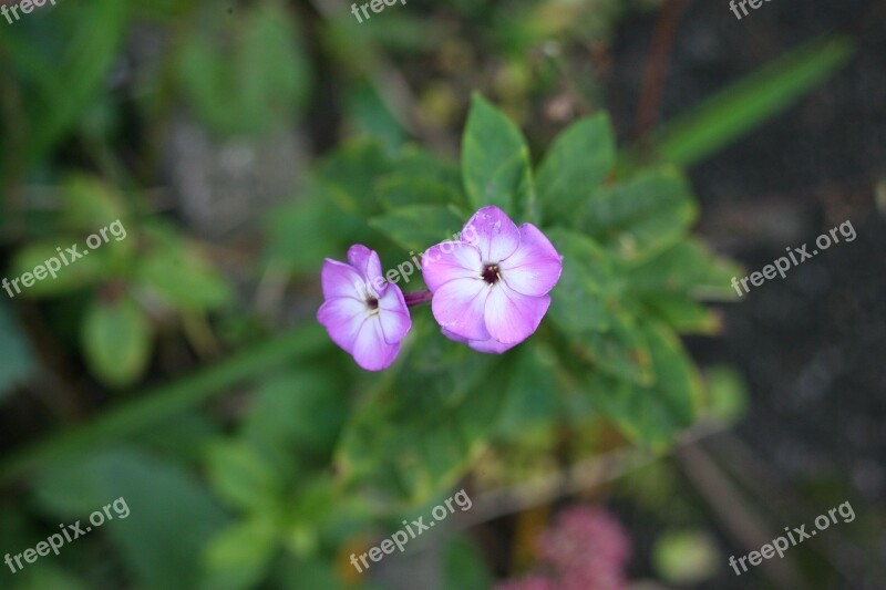 Macro Pink Flower Petals Beautiful Flower