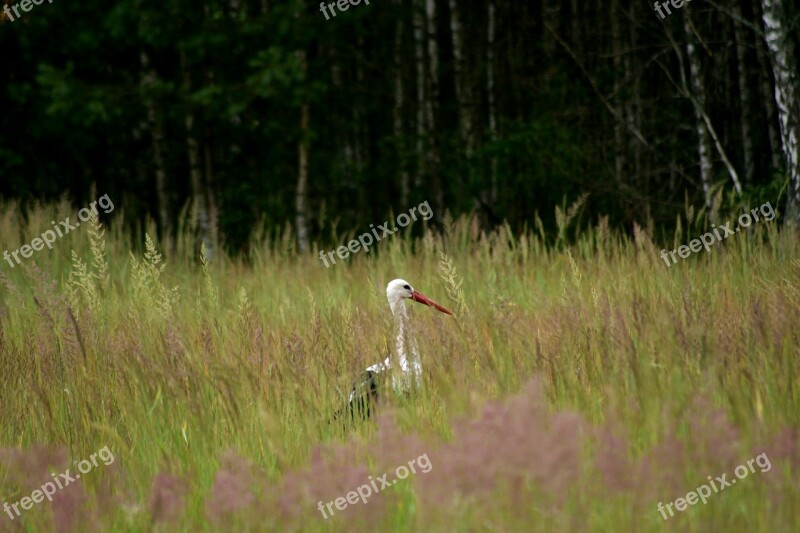 Stork Nature Meadow Bird White Stork