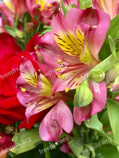 Pink Flower Pink Petals Pink Flower Flowers