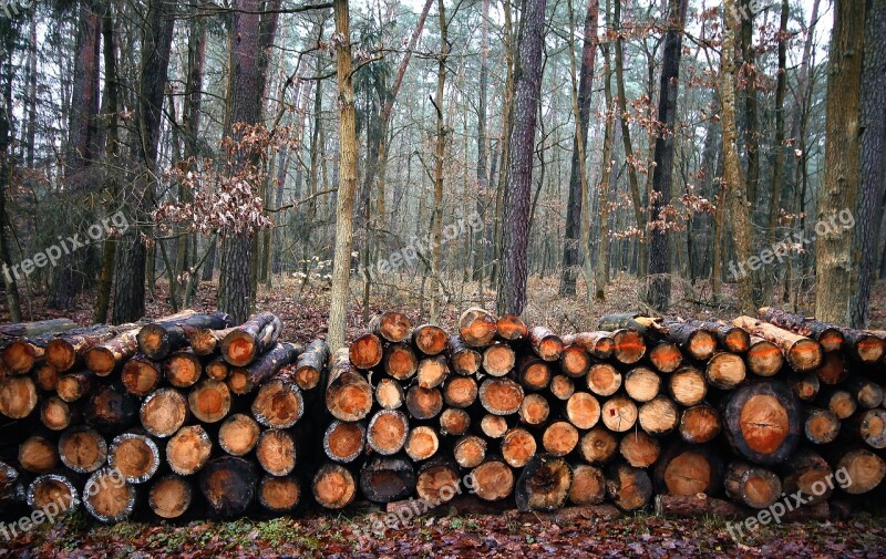 Forest Cut Down A Tree Trunk Tree Wood