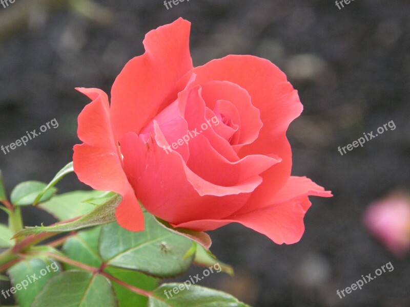 Rose Floribunda Romantic Rose Bloom Bud