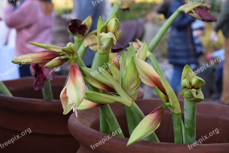 Amaryllis Christmas Merry Christmas December Weekend