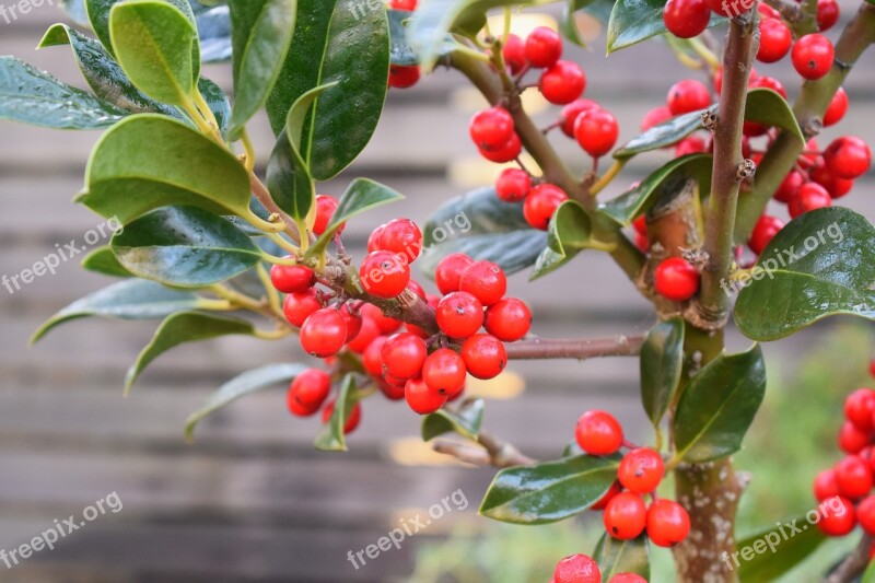 Red Bush Christmas Berry Plant