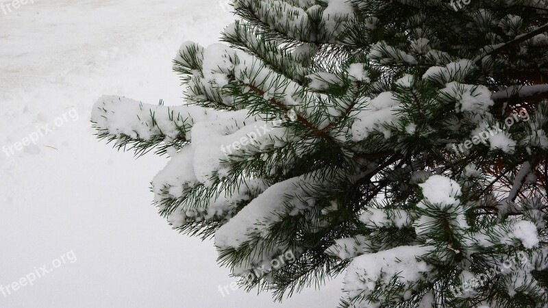 Spruce Branch Spruce Snow The Snow On The Tree Evergreen Tree