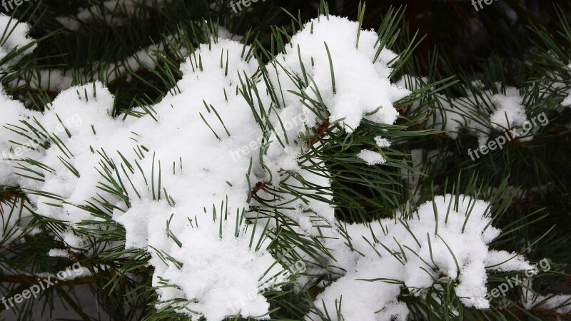 Pine Snow The Snow On The Tree Evergreen Tree Needles