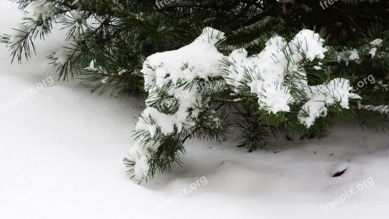 Pine Snow The Snow On The Tree Evergreen Tree Needles