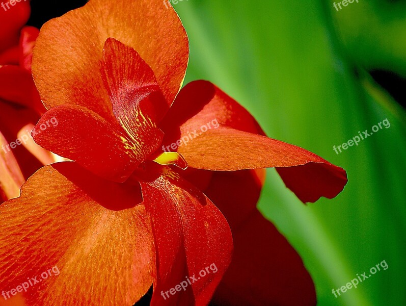 Kahn Red Flower Petals Garden A Flower Garden