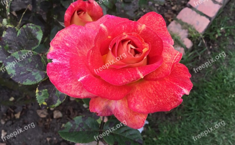 Flower Red Roses Petals Rosebush Summer