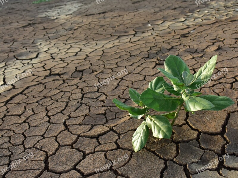 Drought Dry Mud Green Plant Cracked Dry Land