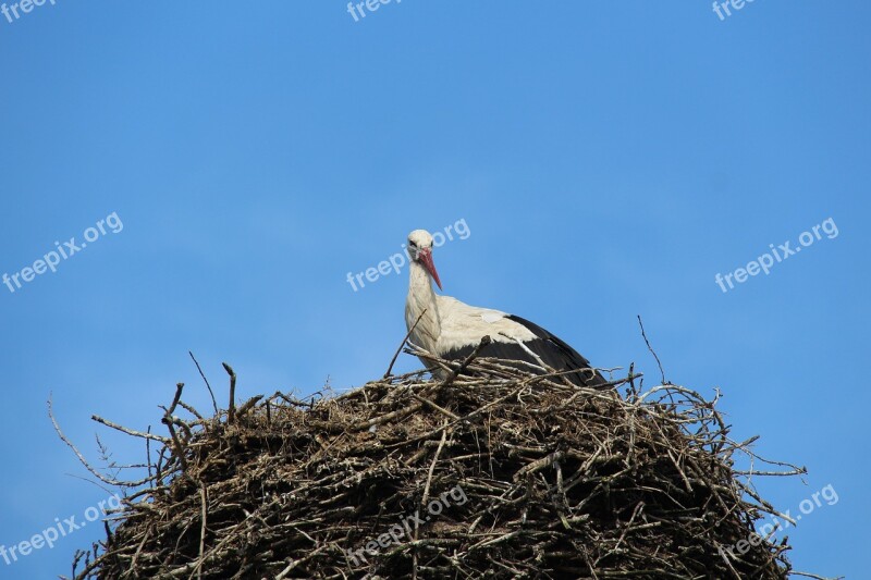 Stork White Stork Adebar Rattle Stork Free Photos