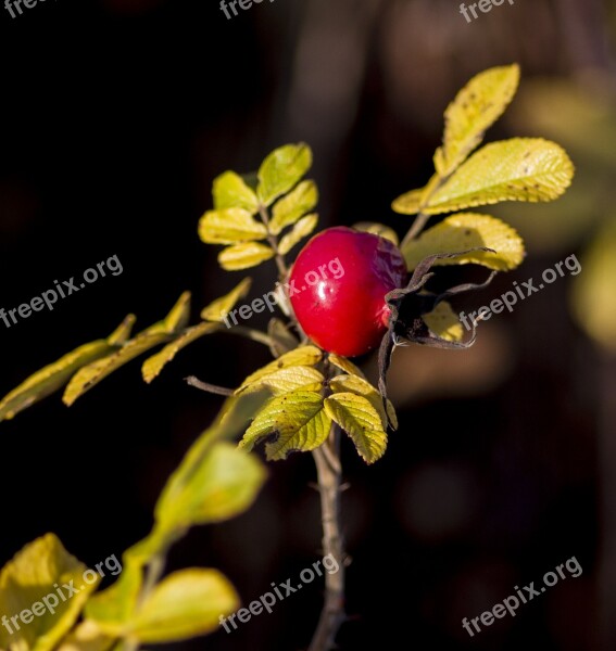 Autumn Denmark Natural Rosehip Sol