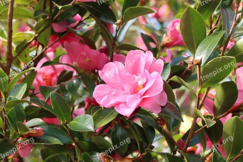 Camellia Flowers Pink Free Photos