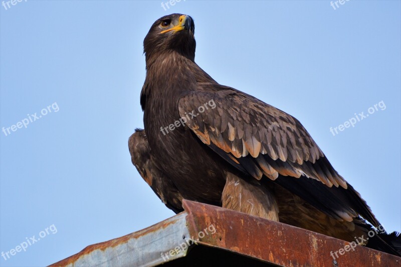 Adler Bird Of Prey Raptor Bird Bill