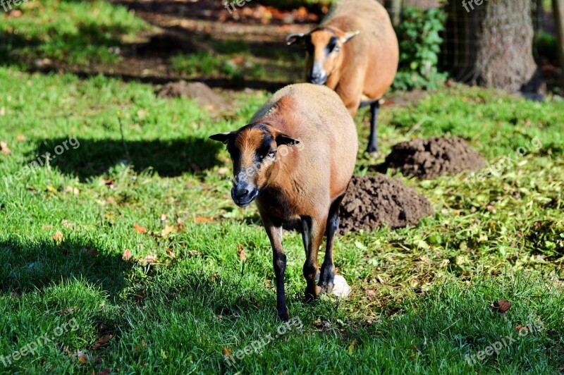 Sheep Animals Sheep's Wool Flock Of Sheep Animal