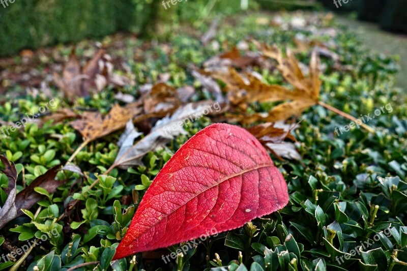 Autumn Leaf Fallen Leaf Veins Red Leaf Seasonal