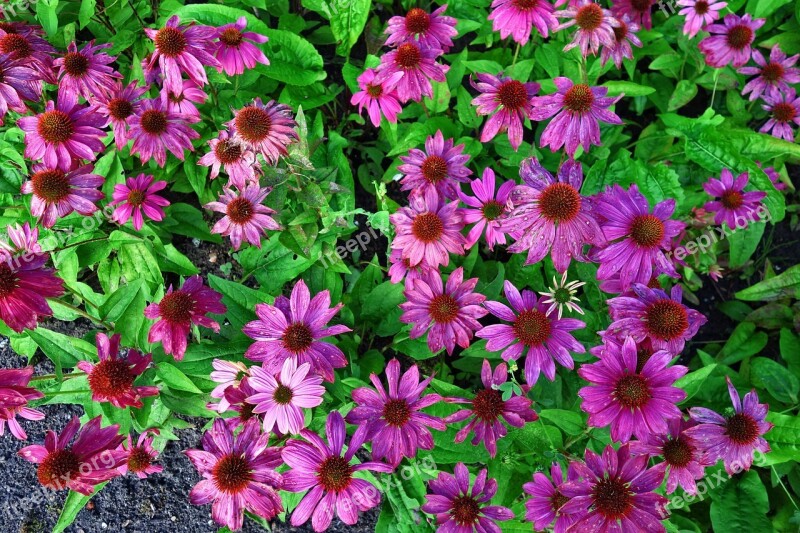 Cone Flower Purple Cone Flower Echinacea Plant Flower Bed